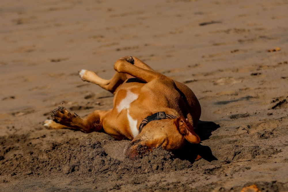 a brown and white dog laying on top of a sandy beach