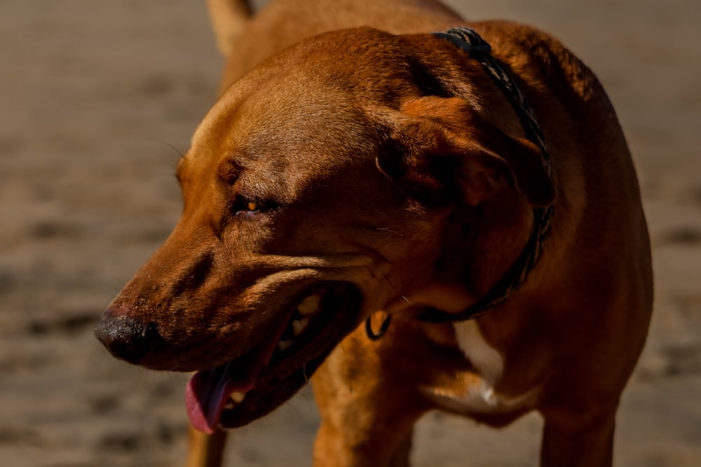 a brown dog standing on top of a sandy beach