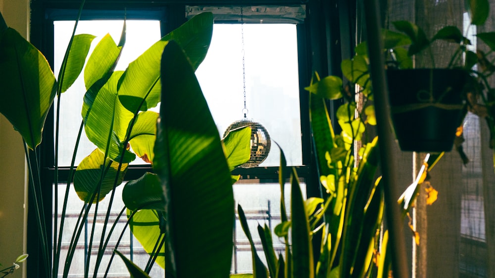 a window with a birdcage hanging from it's side