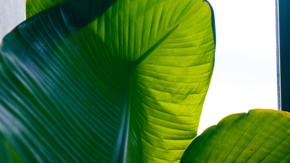 a large green leaf next to a window