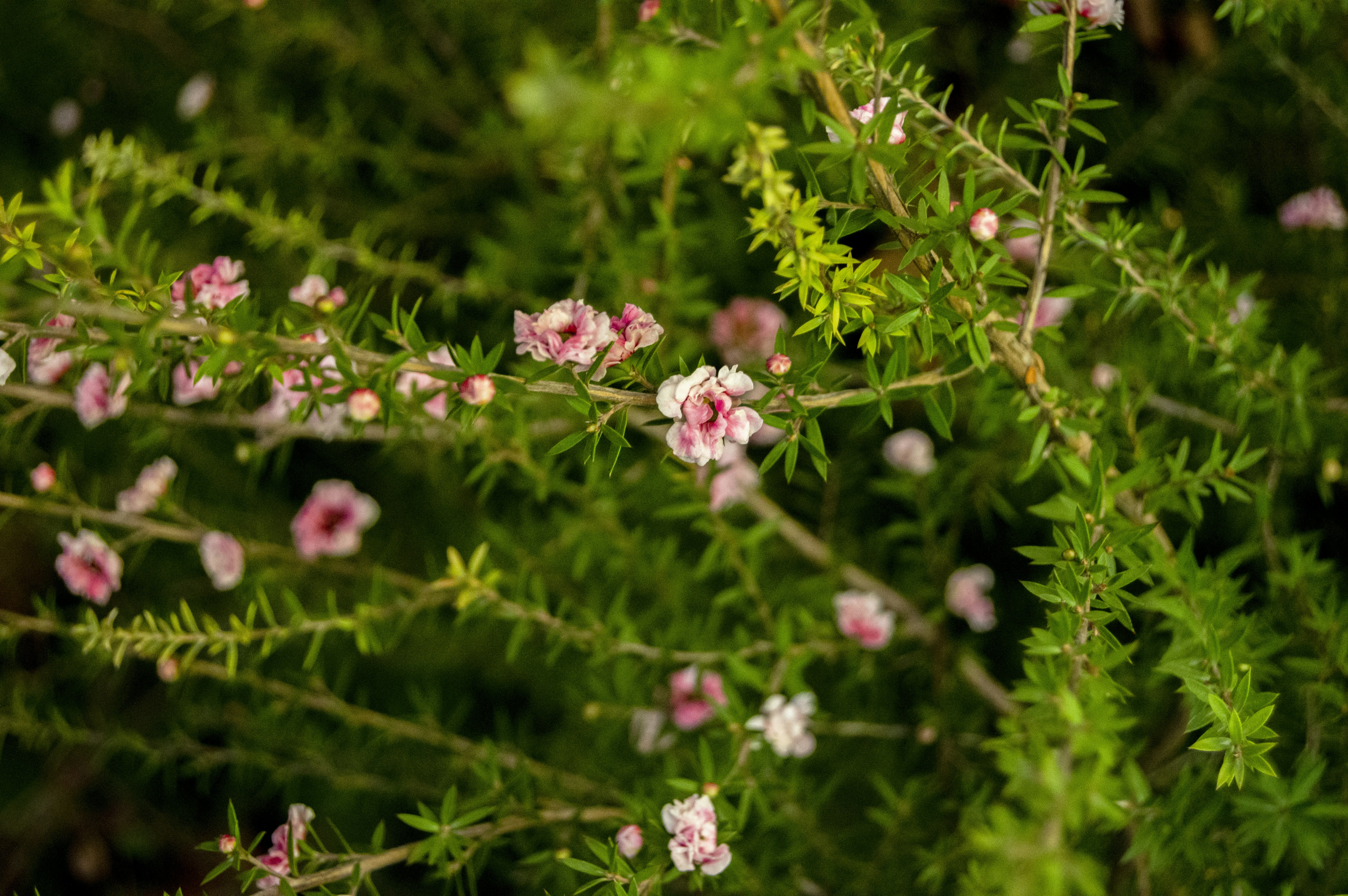 Photo by frosted_vulpes_ferrilata