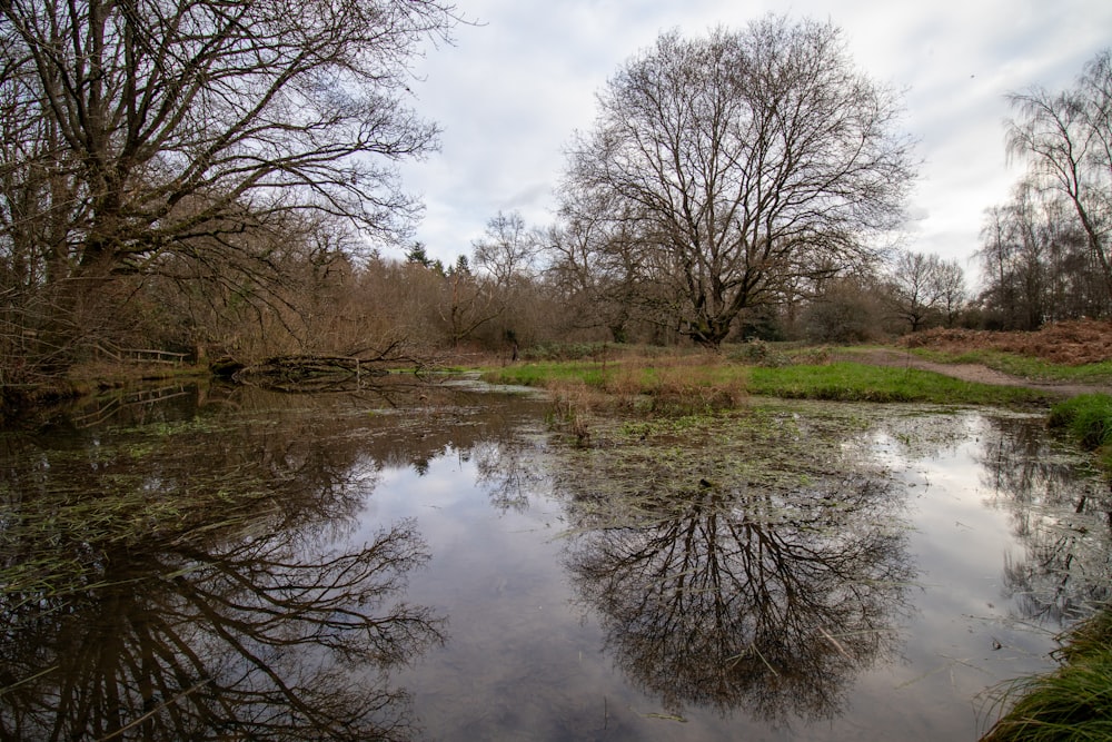 a body of water surrounded by trees and grass