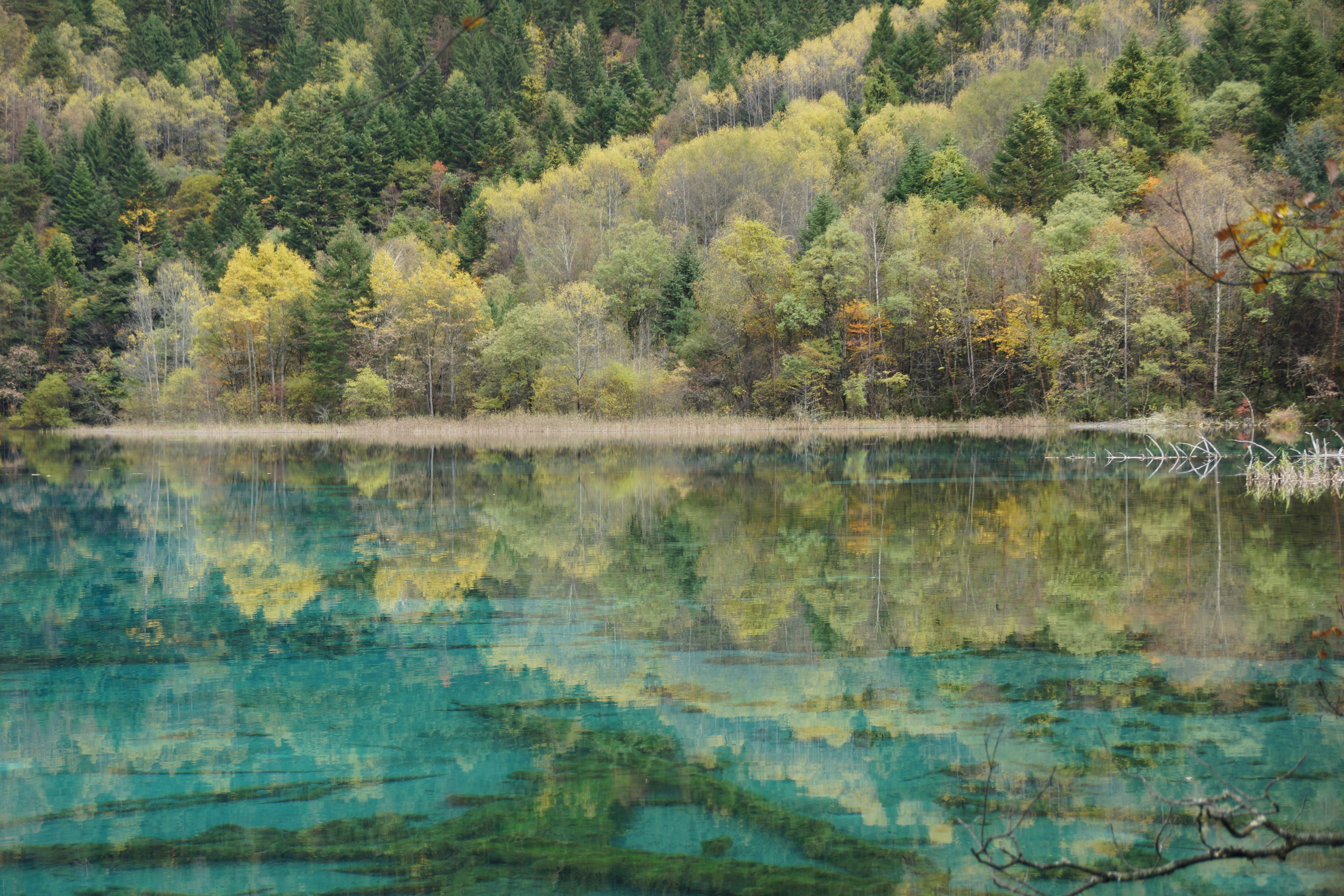 森に囲まれた水域