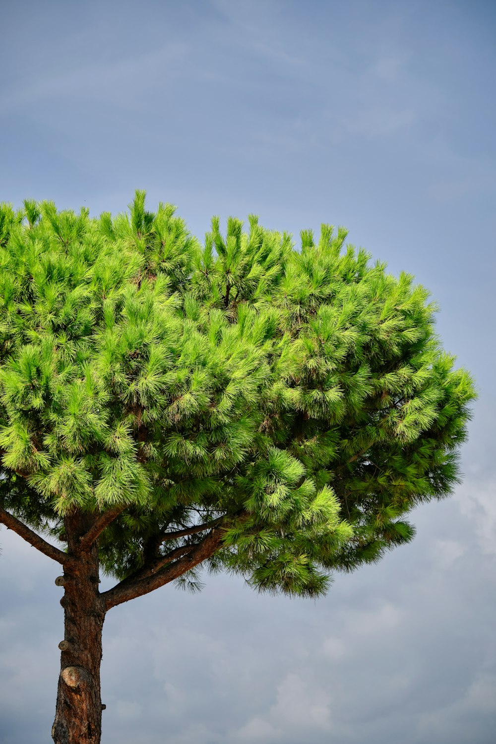 a pine tree with a blue sky in the background