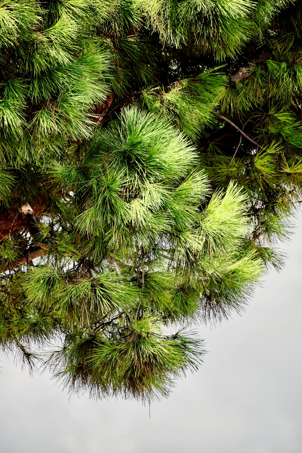 a close up of a pine tree branch