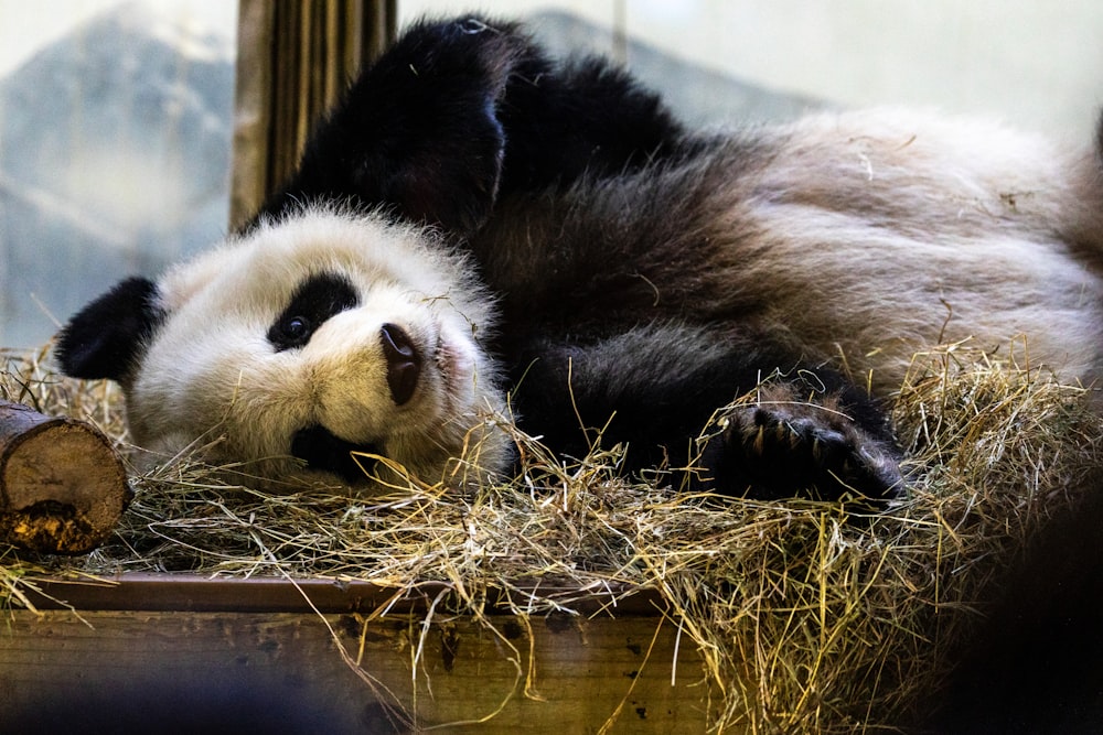 a panda bear laying on top of a pile of hay