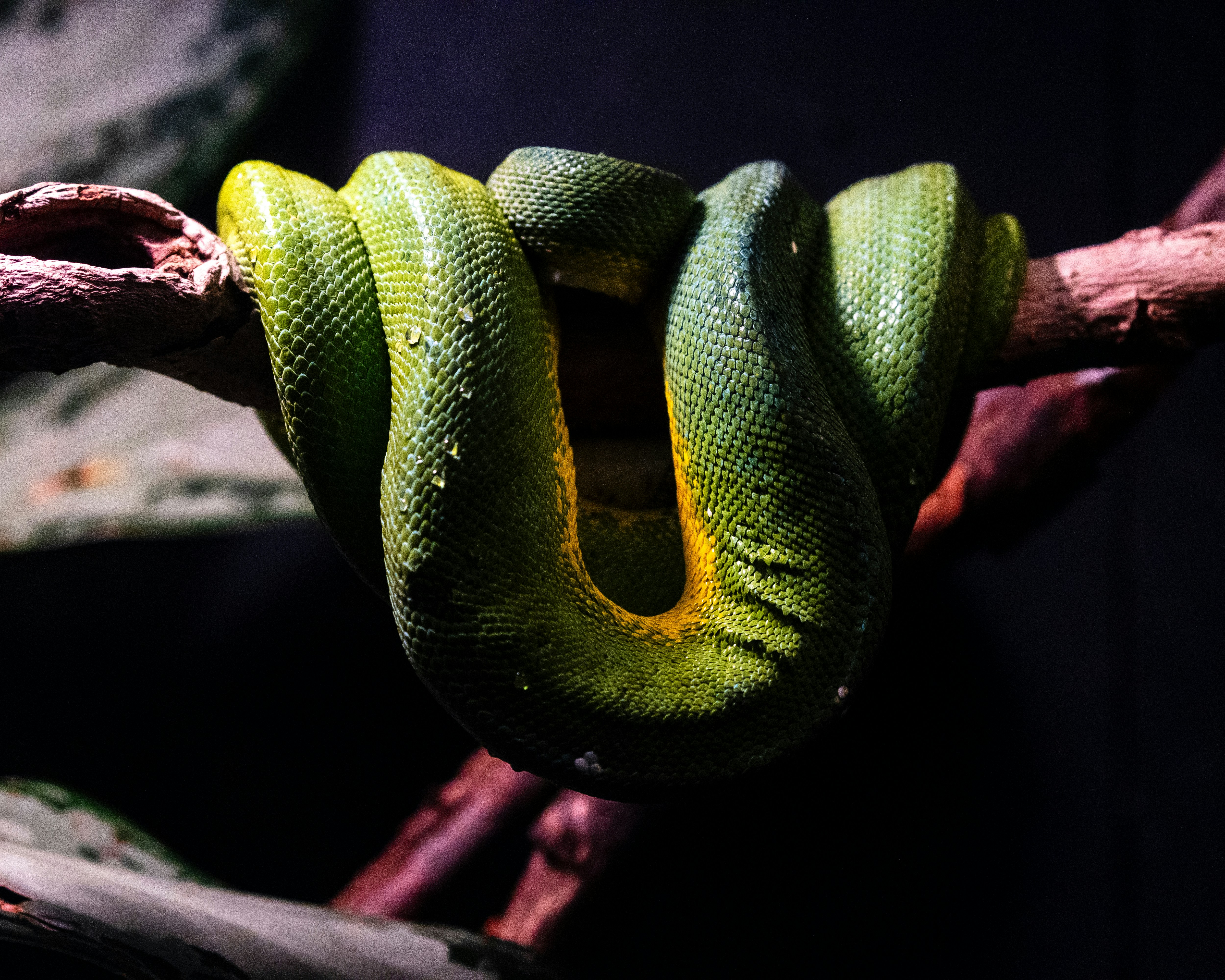 a green snake is curled up on a branch