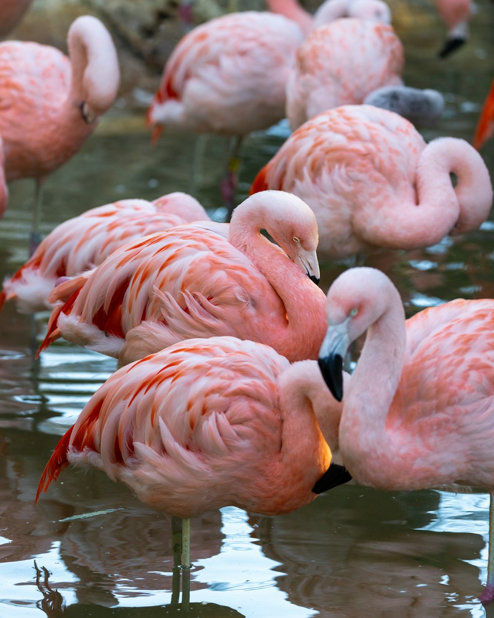 a group of pink flamingos standing in the water