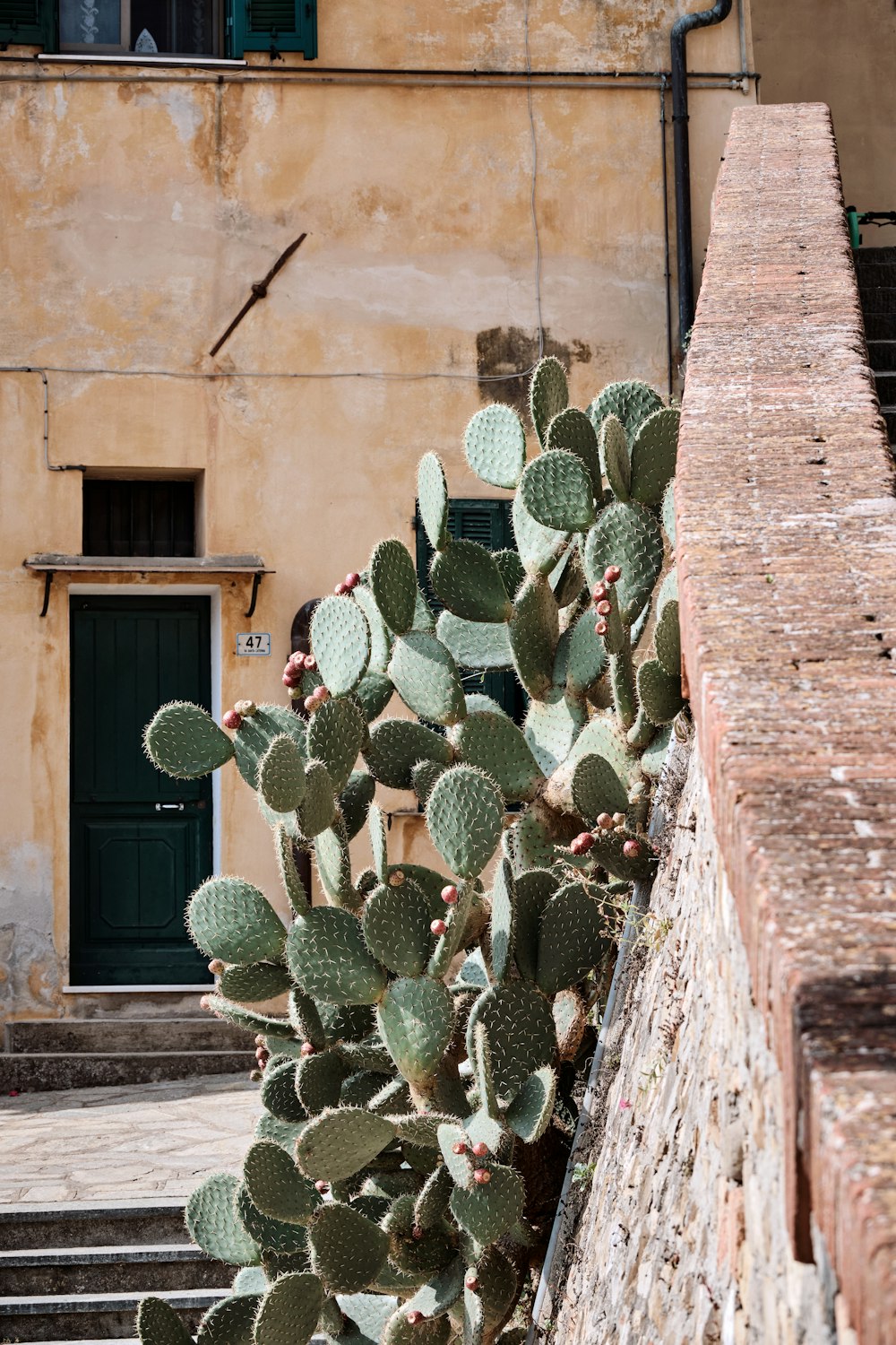 a cactus is growing on the side of a building