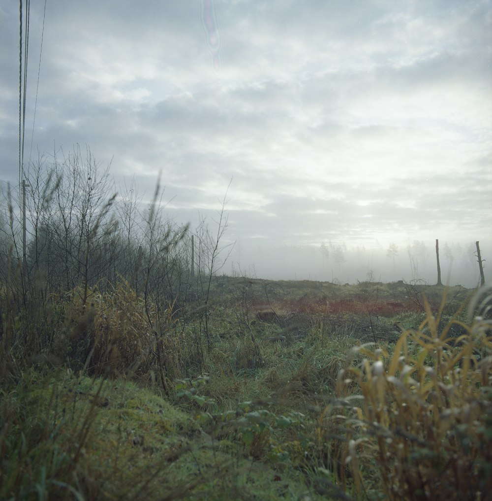 a foggy field with tall grass and weeds