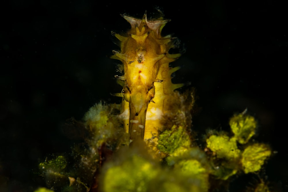 a close up of a plant with a dark background