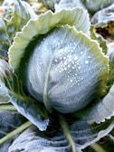 a close up of a plant with water droplets on it