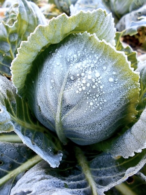a close up of a plant with water droplets on it