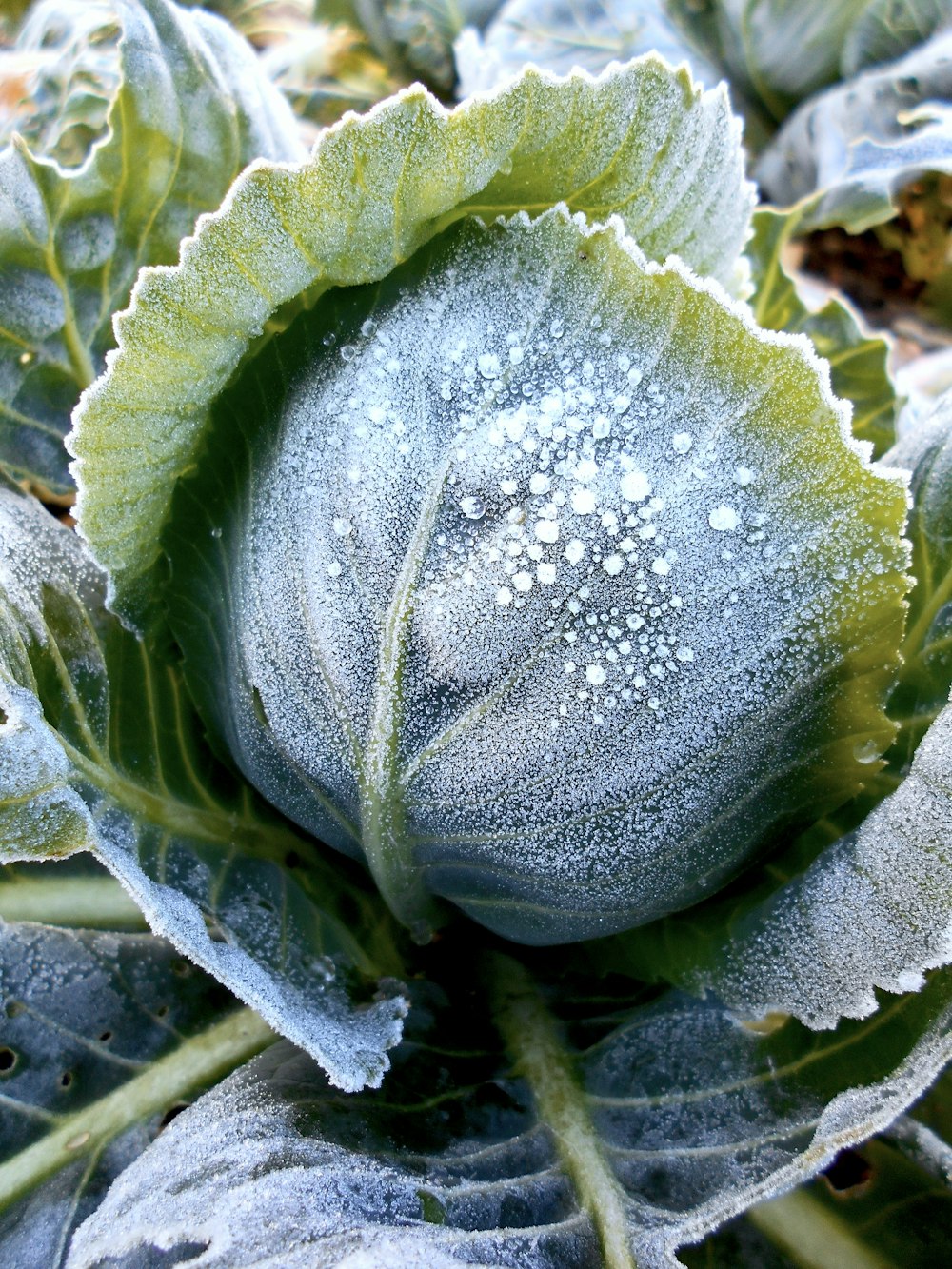 a close up of a plant with water droplets on it