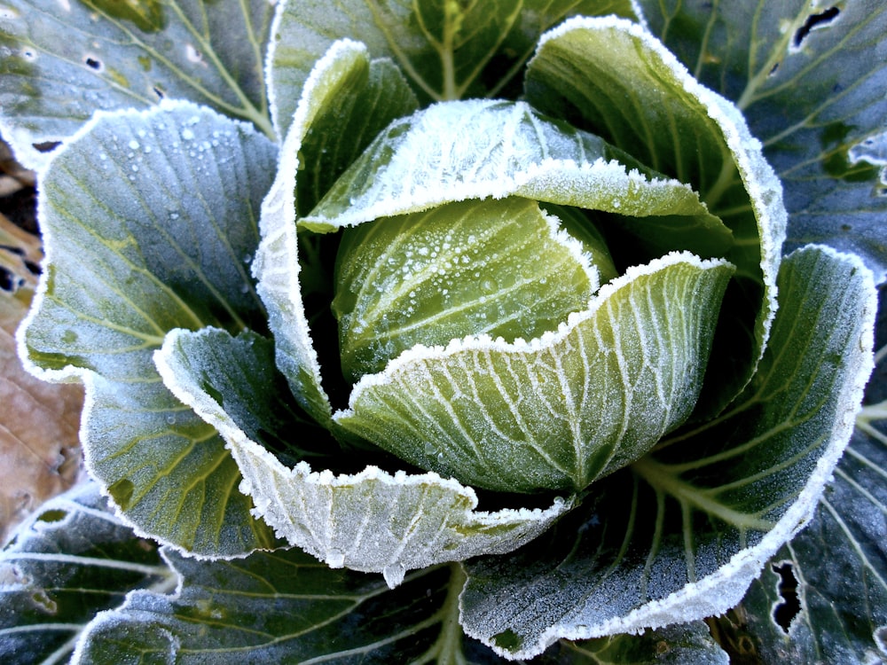 a close up of a green plant with frost on it