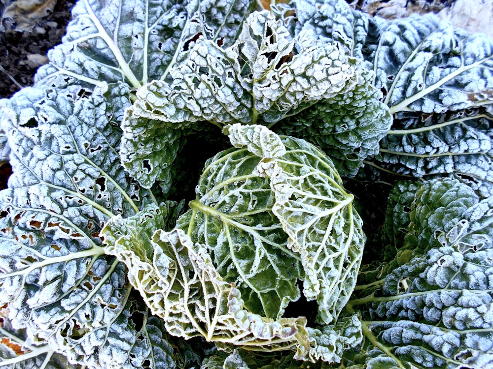 un gros plan d’une plante avec du givre dessus