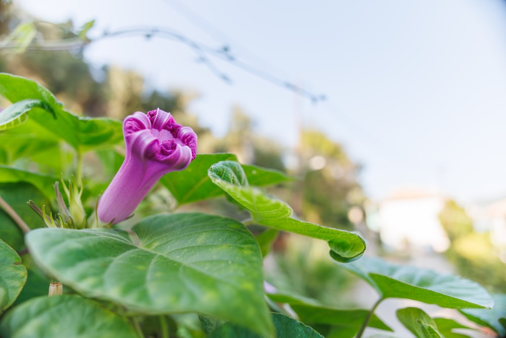 uma flor roxa com folhas verdes em um dia ensolarado