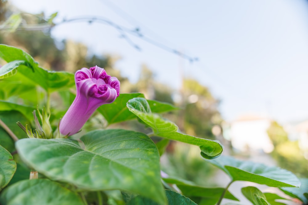 a purple flower with green leaves on a sunny day