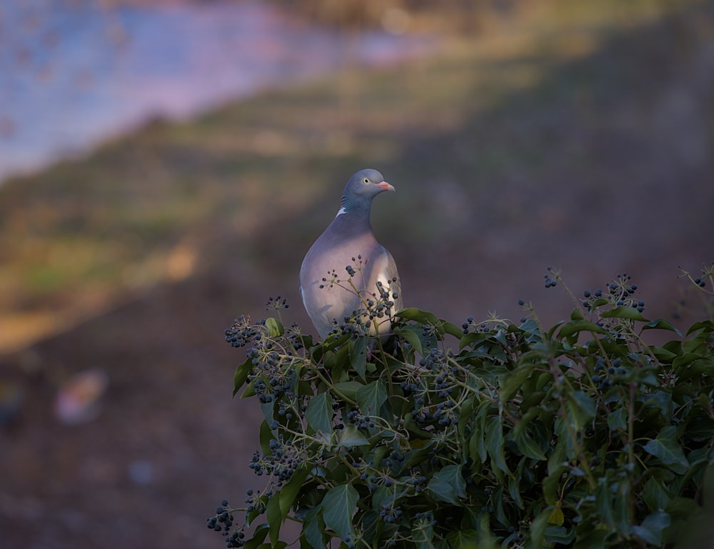 a bird sitting on top of a tree branch