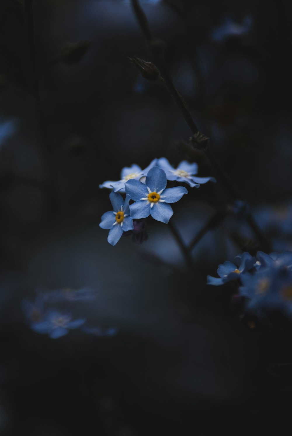 a group of blue flowers sitting on top of a lush green field