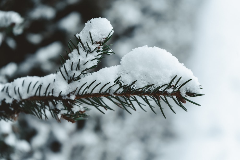 a pine tree branch with snow on it