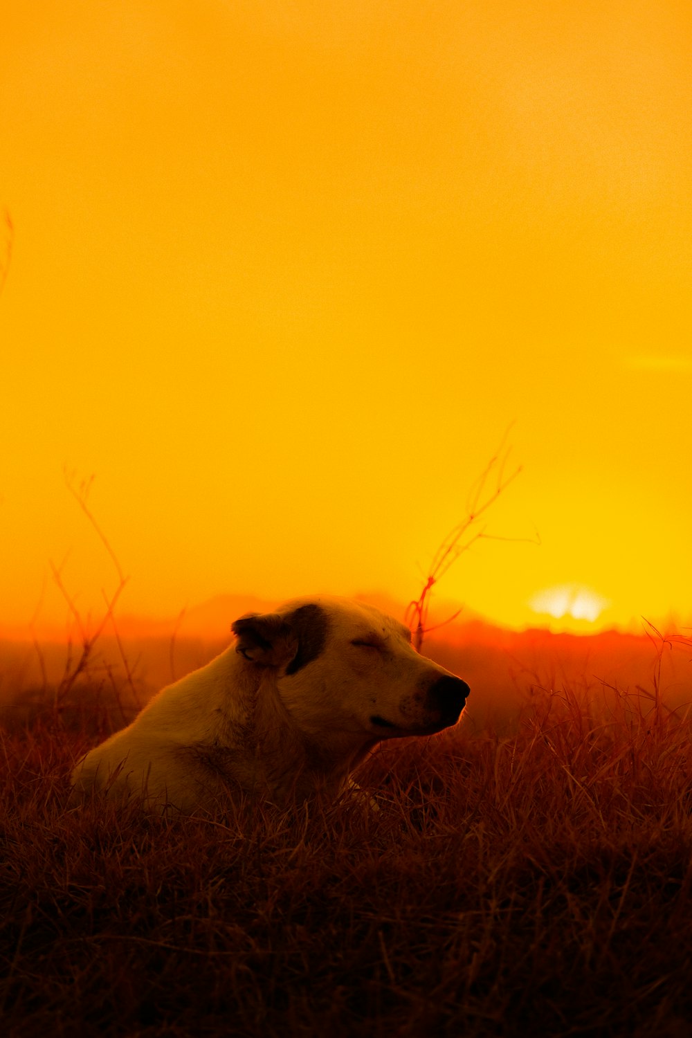 a dog laying in the grass at sunset
