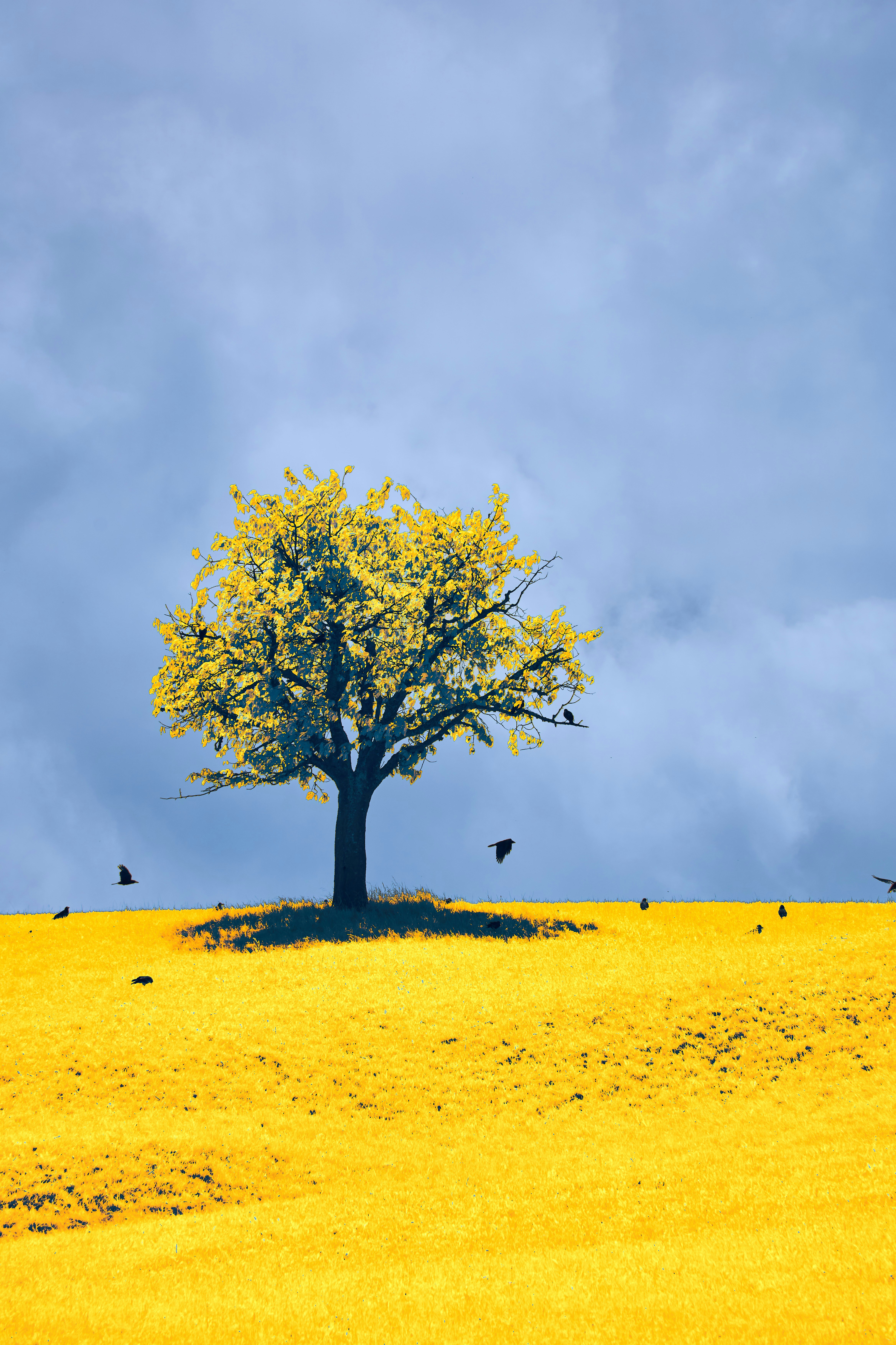 Photo by wolfgang_hasselmann