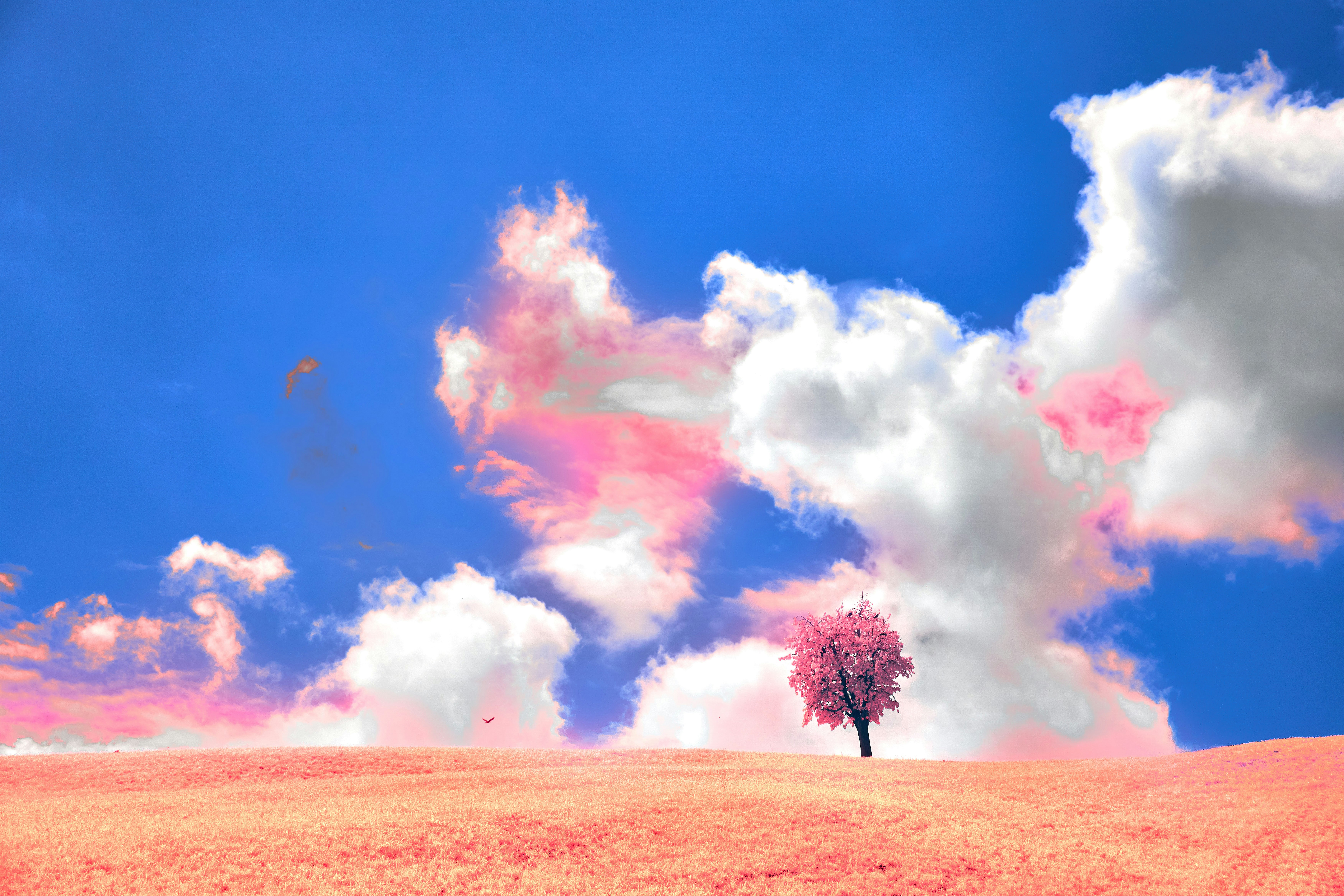 Photo by wolfgang_hasselmann