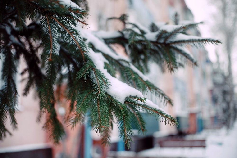 a branch of a tree covered in snow