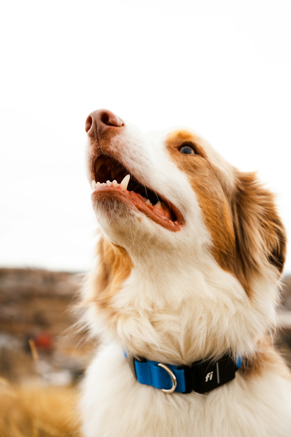 a brown and white dog with its mouth open