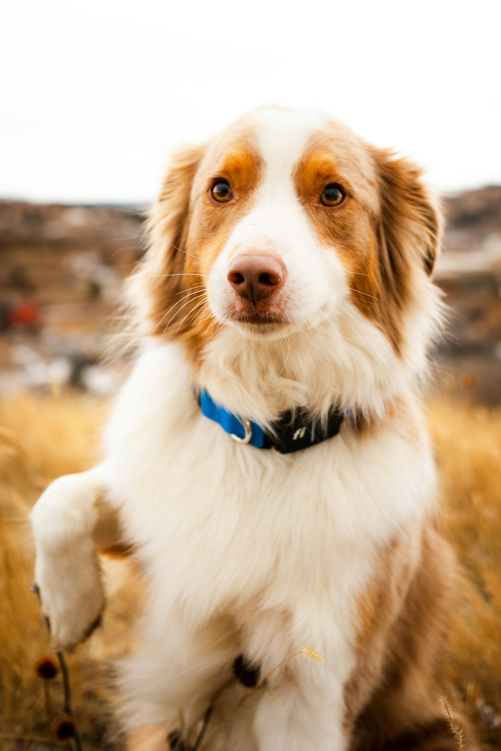 a brown and white dog sitting in a field