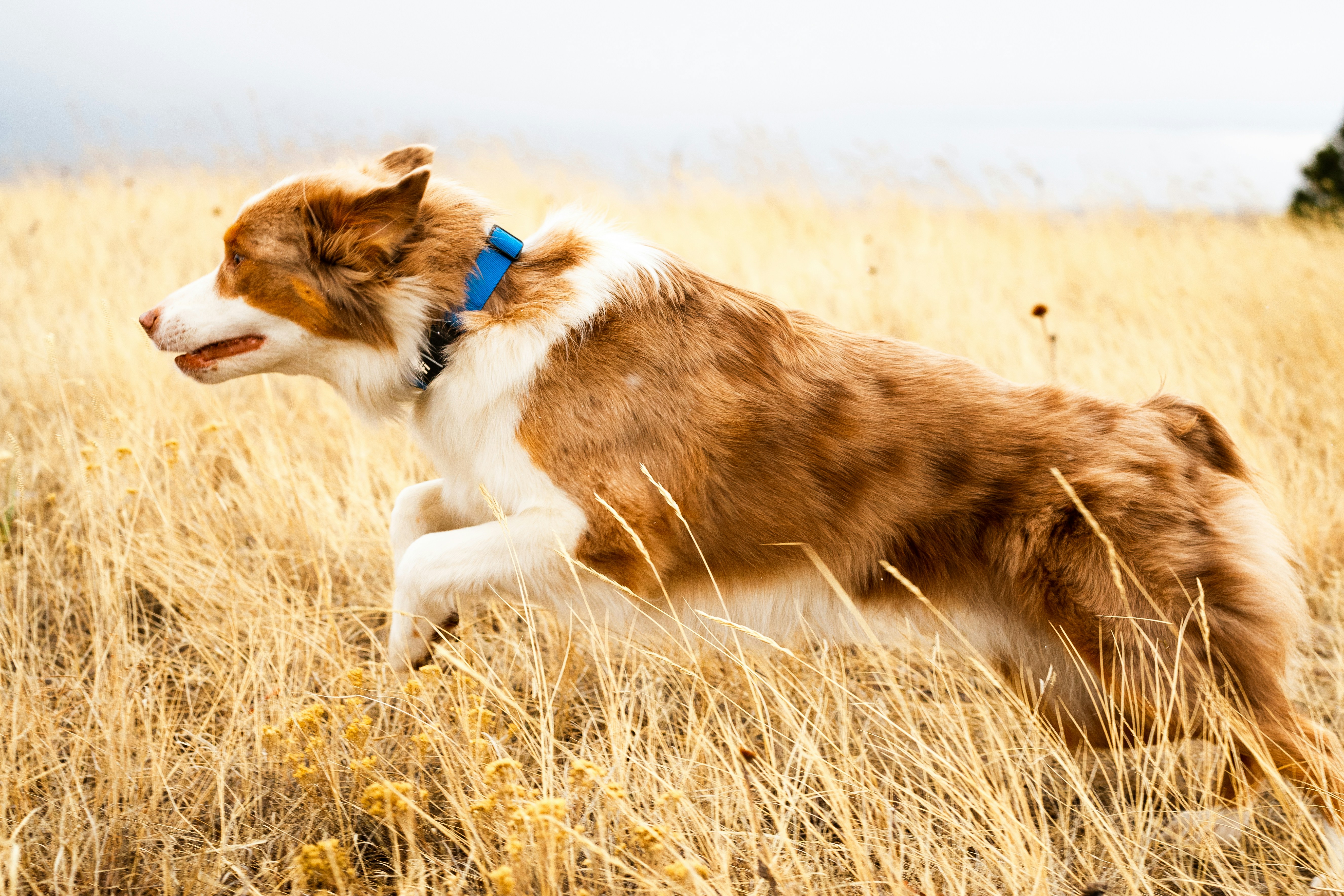 The Herding Communicator: Australian Shepherd (image credits: unsplash)