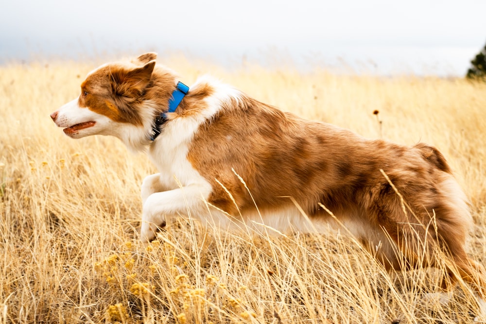 a brown and white dog running through a dry grass field