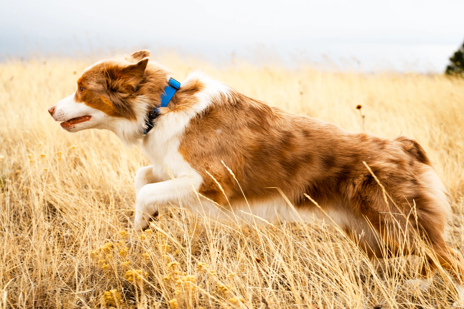 Lasair, a red merle, running through dry golden grass