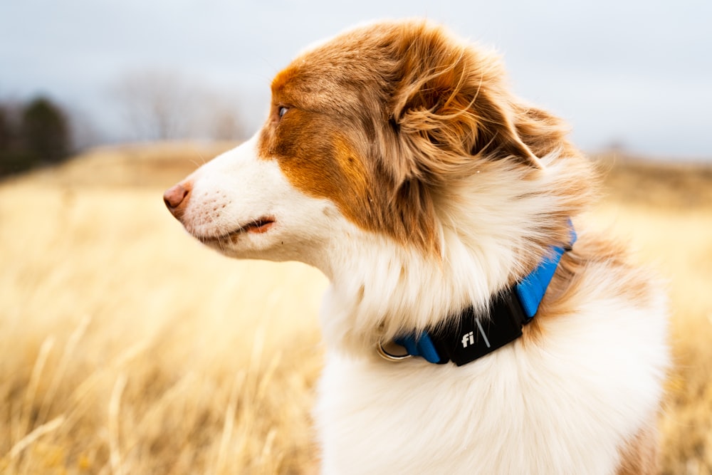 a brown and white dog standing in a field