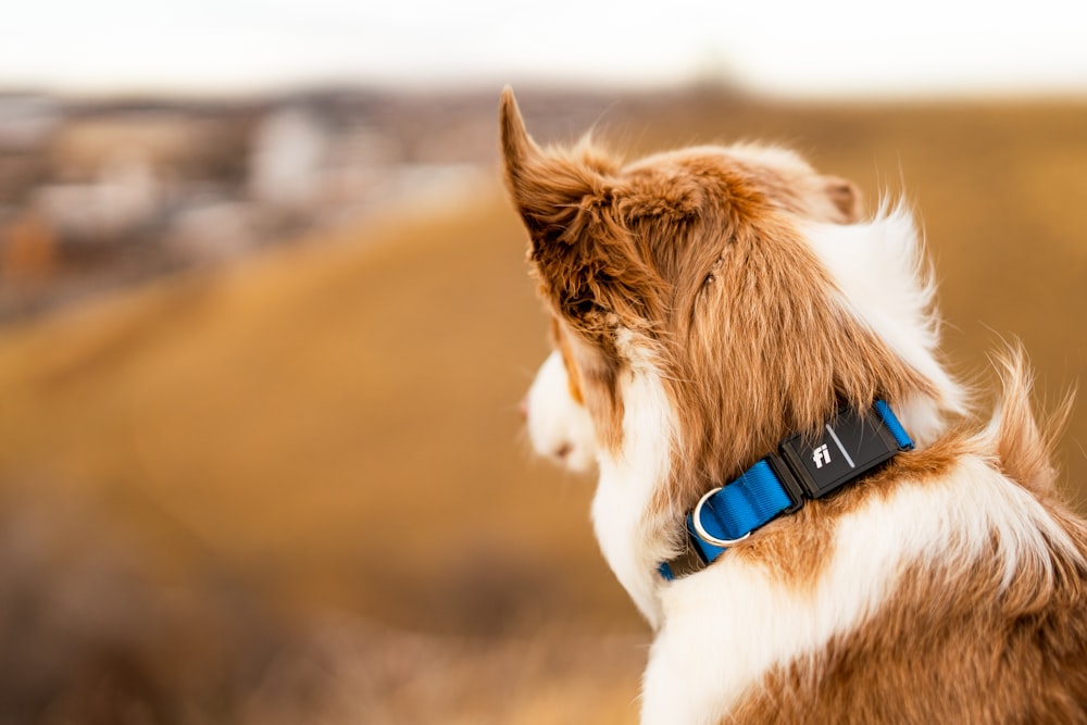 a brown and white dog with a blue collar