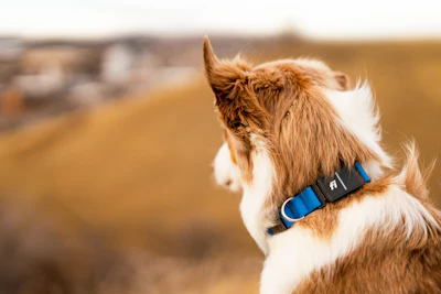 a brown and white dog with a blue collar