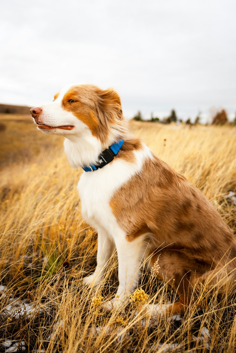 a brown and white dog sitting on top of a dry grass field