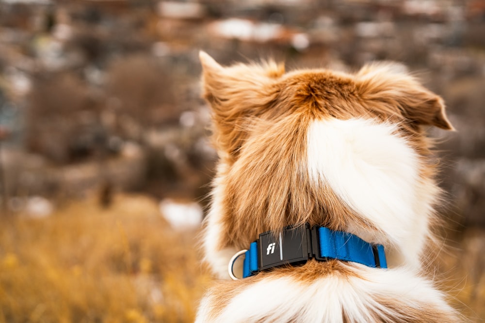 a brown and white dog with a blue collar