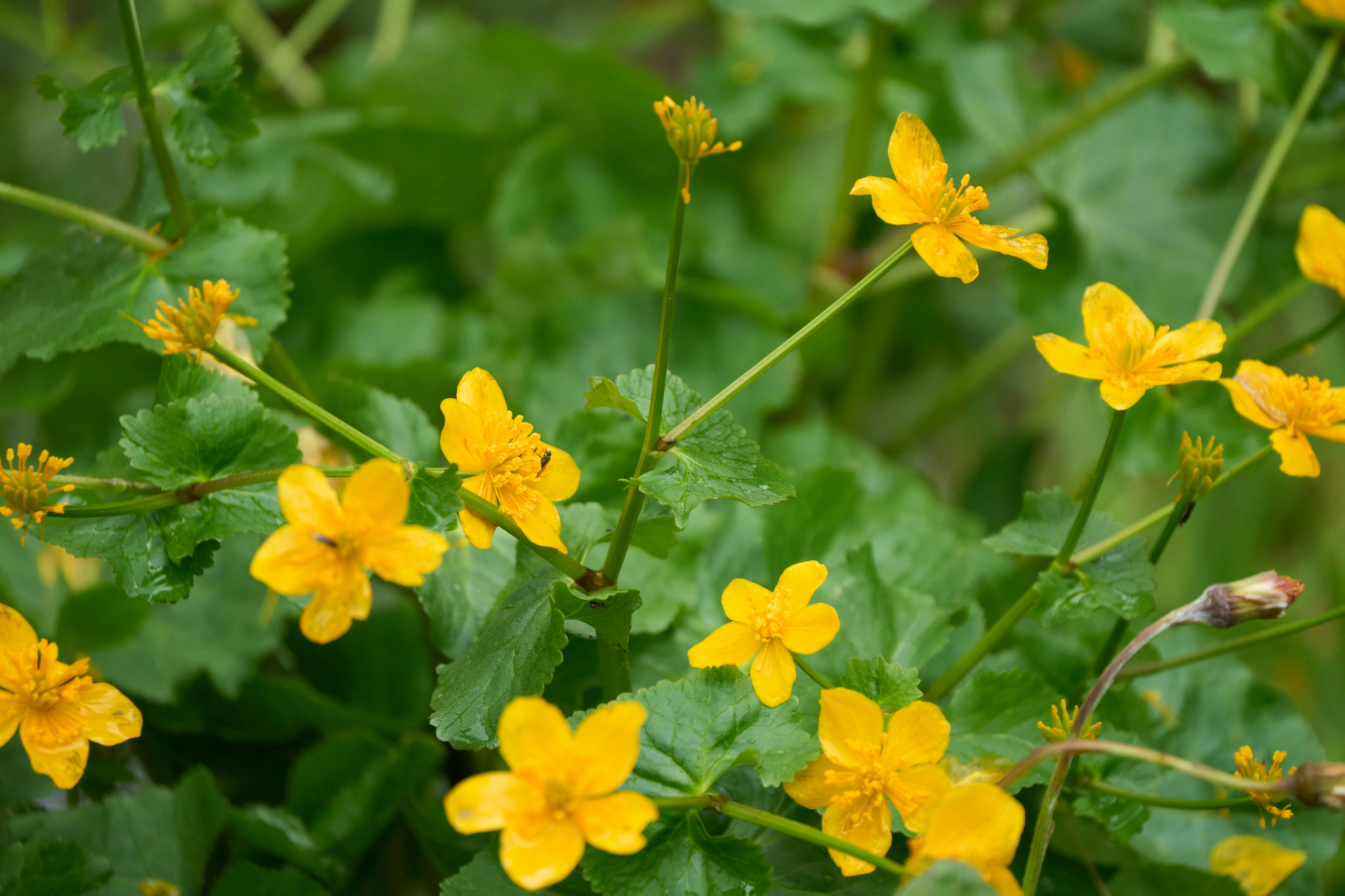 Photo by wolfgang_hasselmann