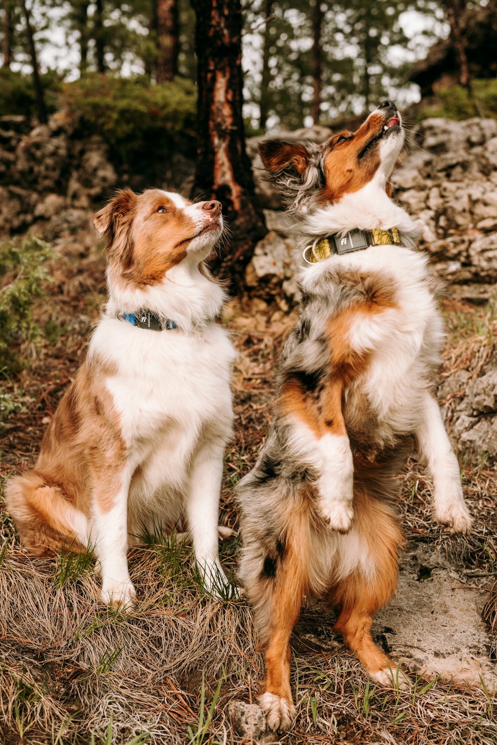 two dogs playing with each other in the woods