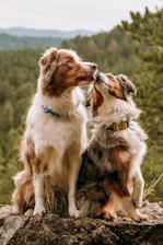 a couple of dogs sitting on top of a rock