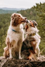 Hundebetreuung Stammgäste