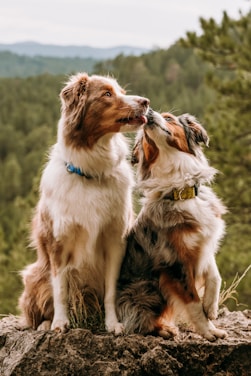 Hundebetreuung Stammgäste