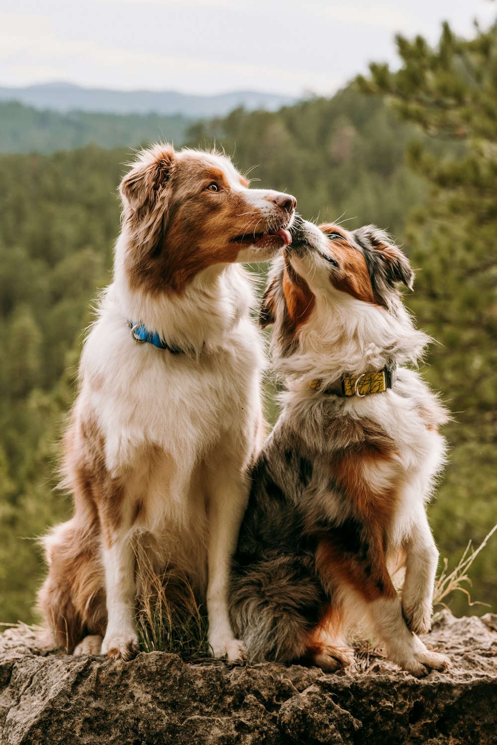 um casal de cães sentados em cima de uma rocha