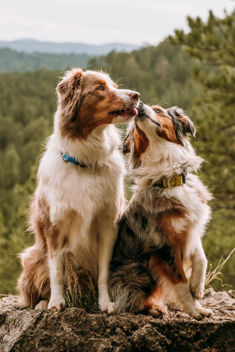 Lasair and Rós, littermates, on a rock above a forested valley