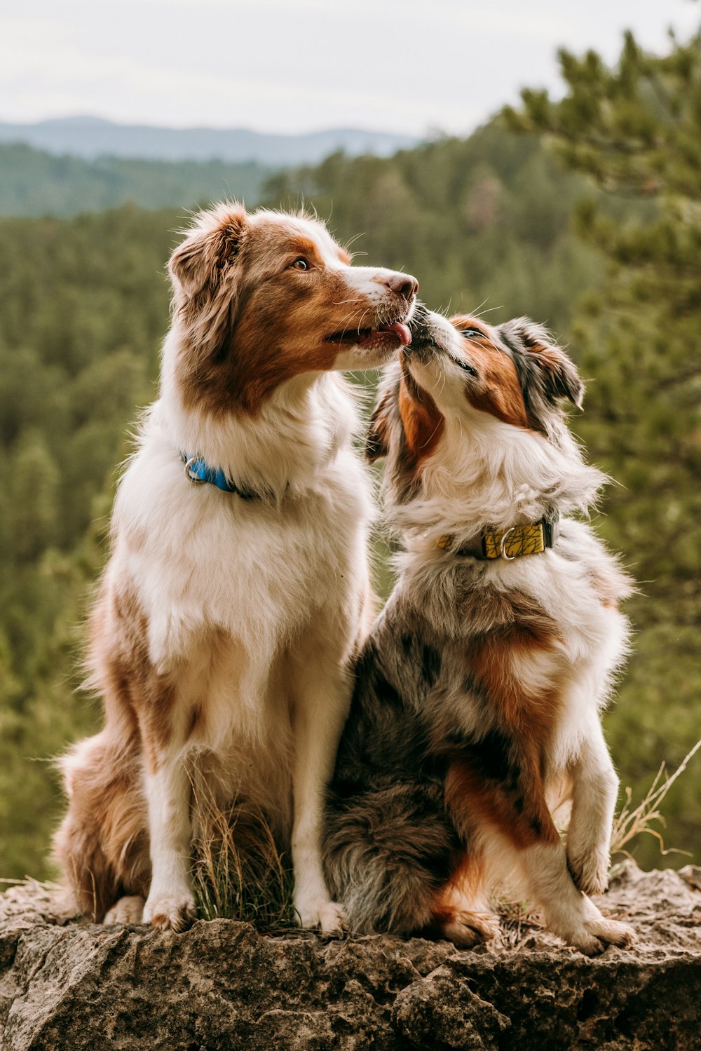 a couple of dogs sitting on top of a rock