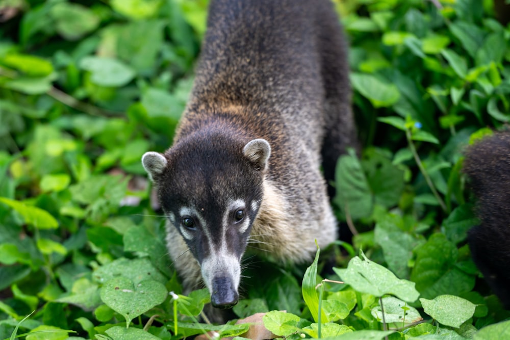 a close up of a small animal in a field of grass