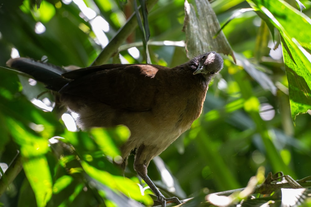 a bird perched on a branch in a tree