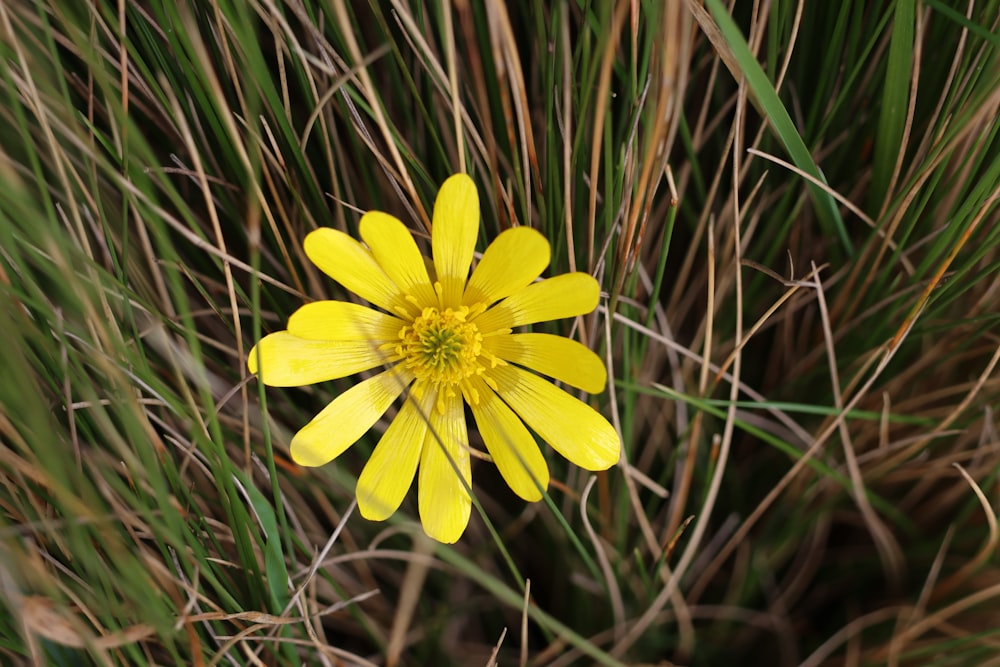 a yellow flower is growing in the grass